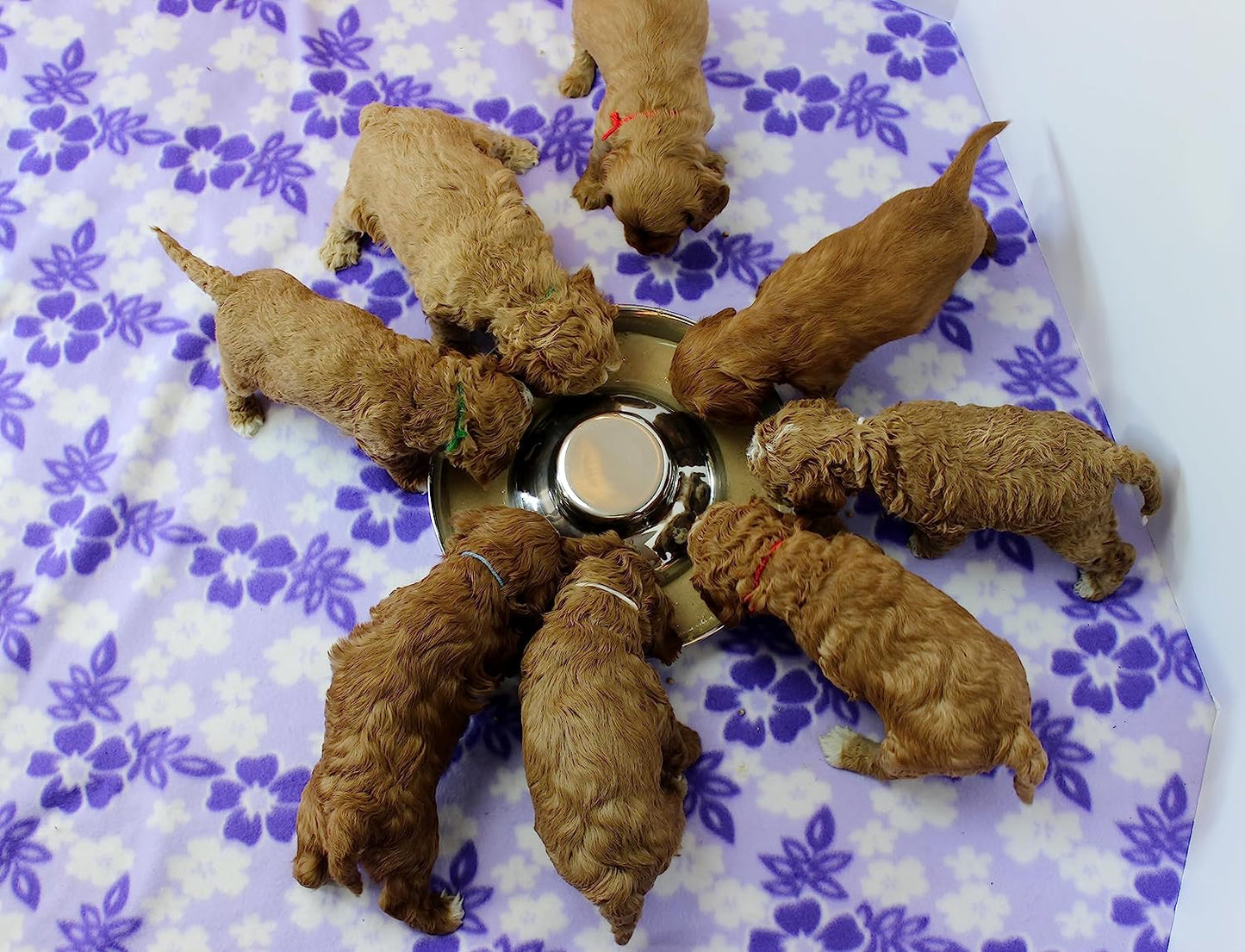 Stainless Steel Puppy Dog Bowls, Pets Puppies Feeding Food and Water Weaning Bowls Dishes Feeder, 13.4 Inch